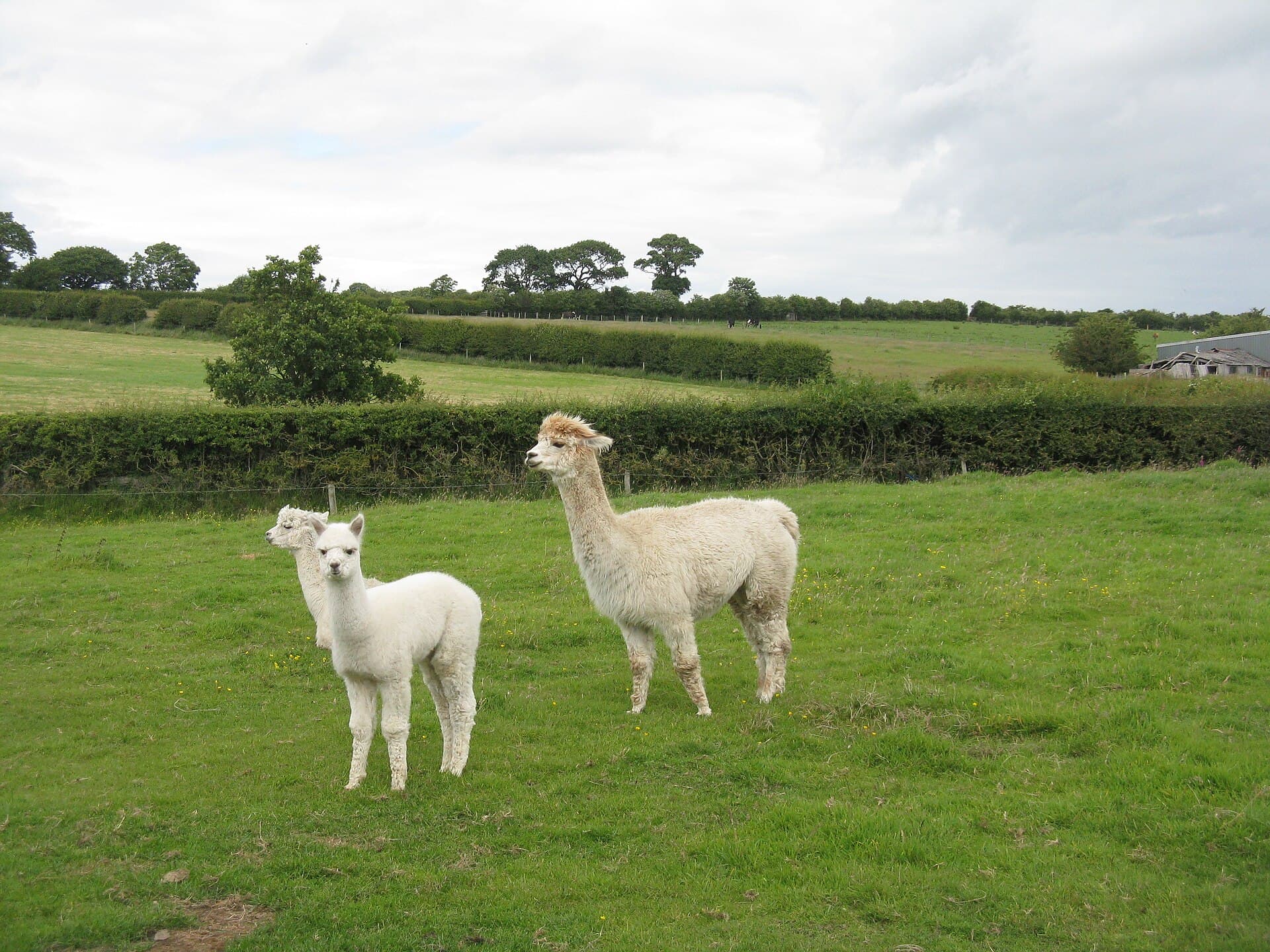 Alpaca at a farm