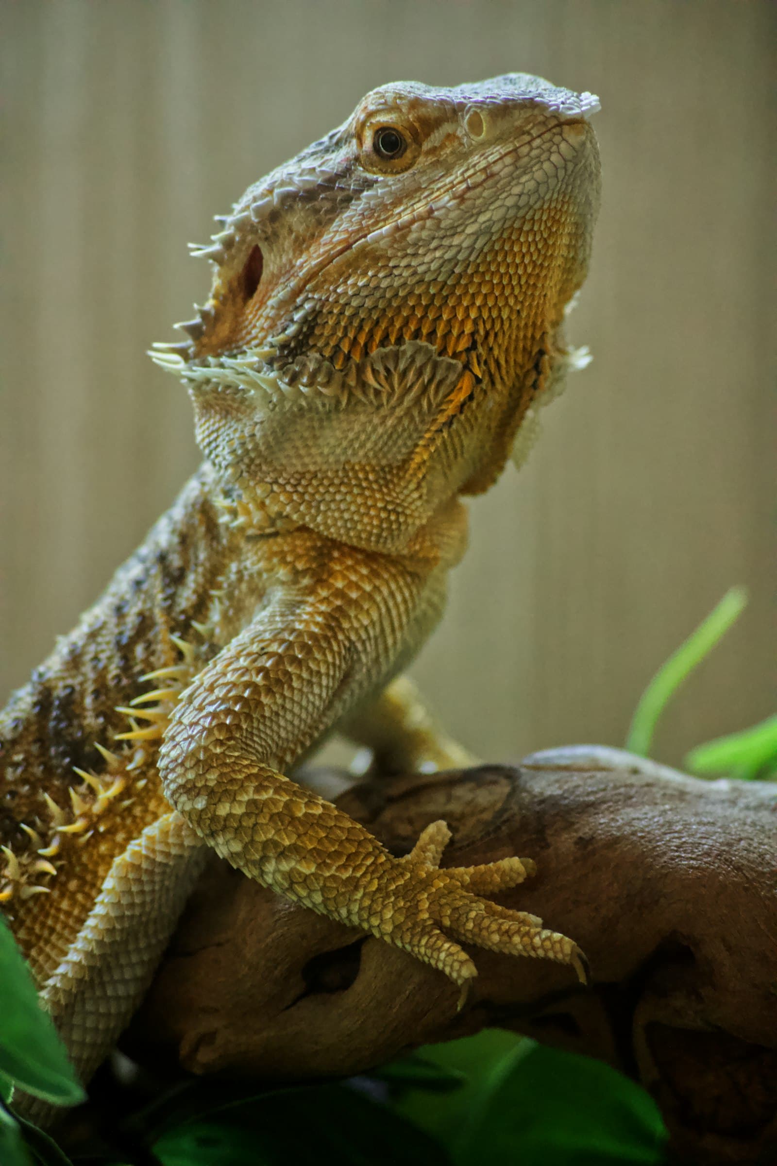 Bearded dragon lizard close-up