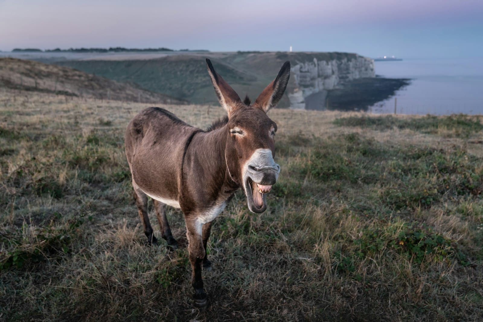 Brown donkey in a field