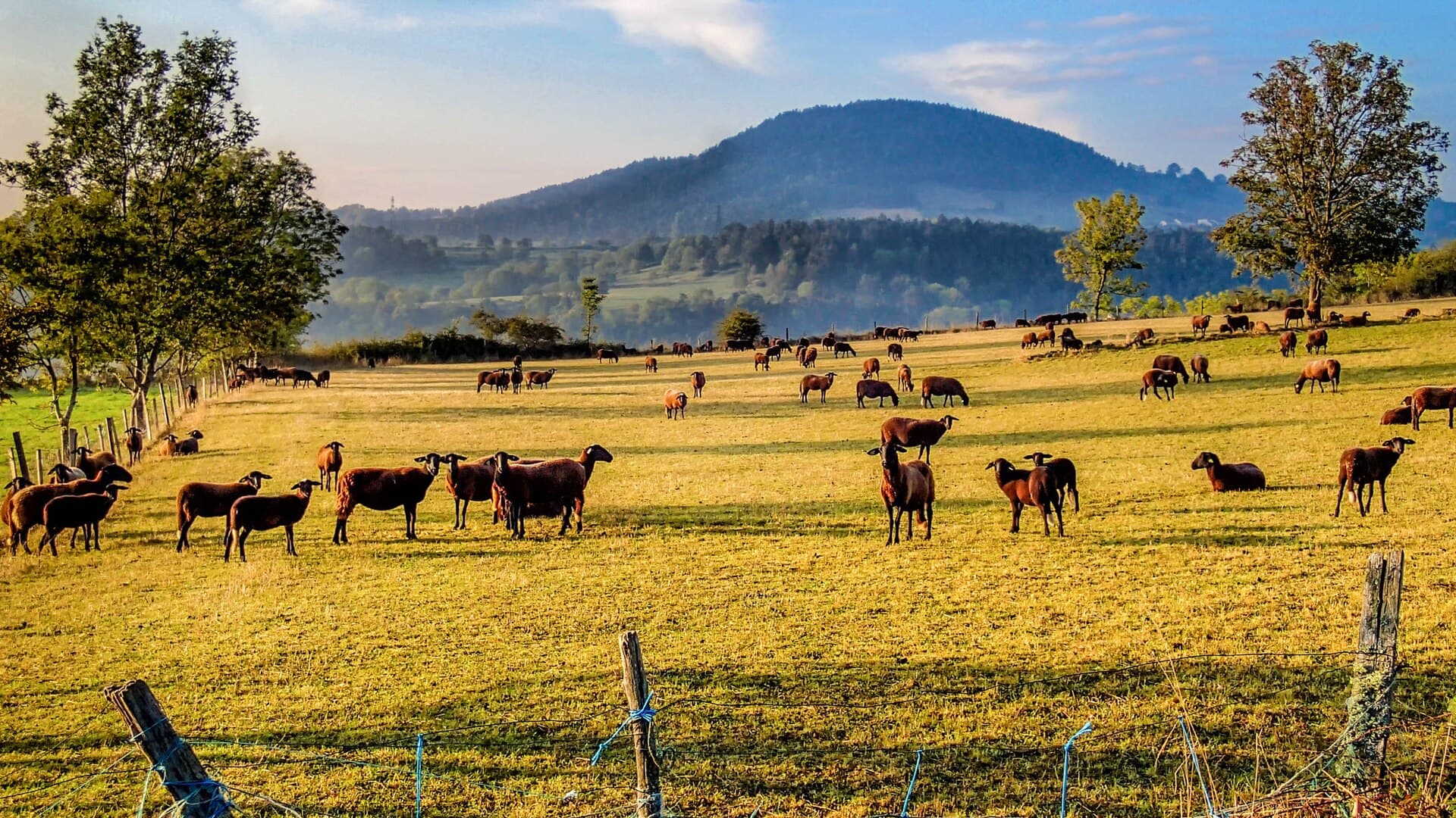 Goats grazing in a pasture