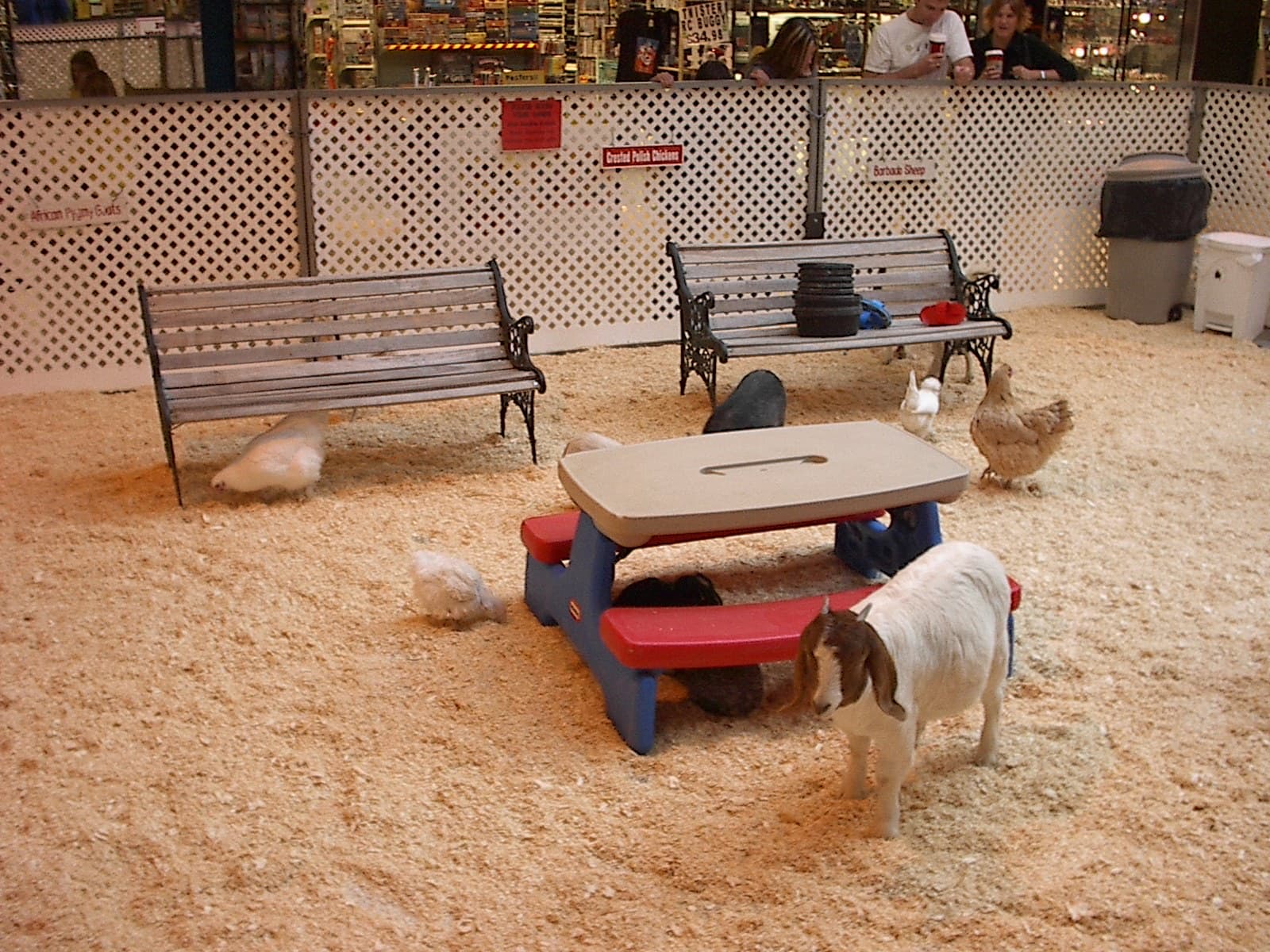 Goat and chickens at a petting zoo
