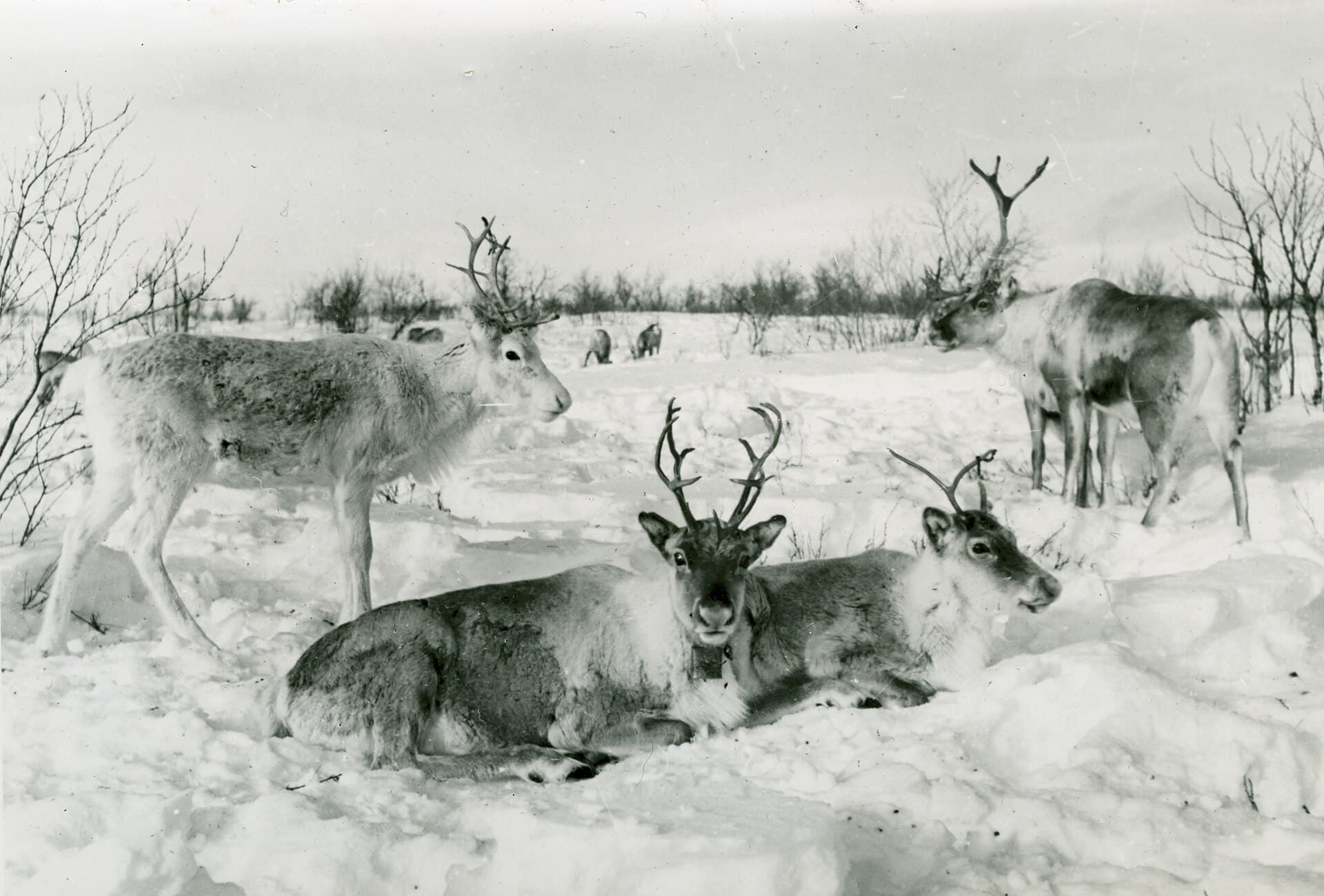 Close-up of reindeer