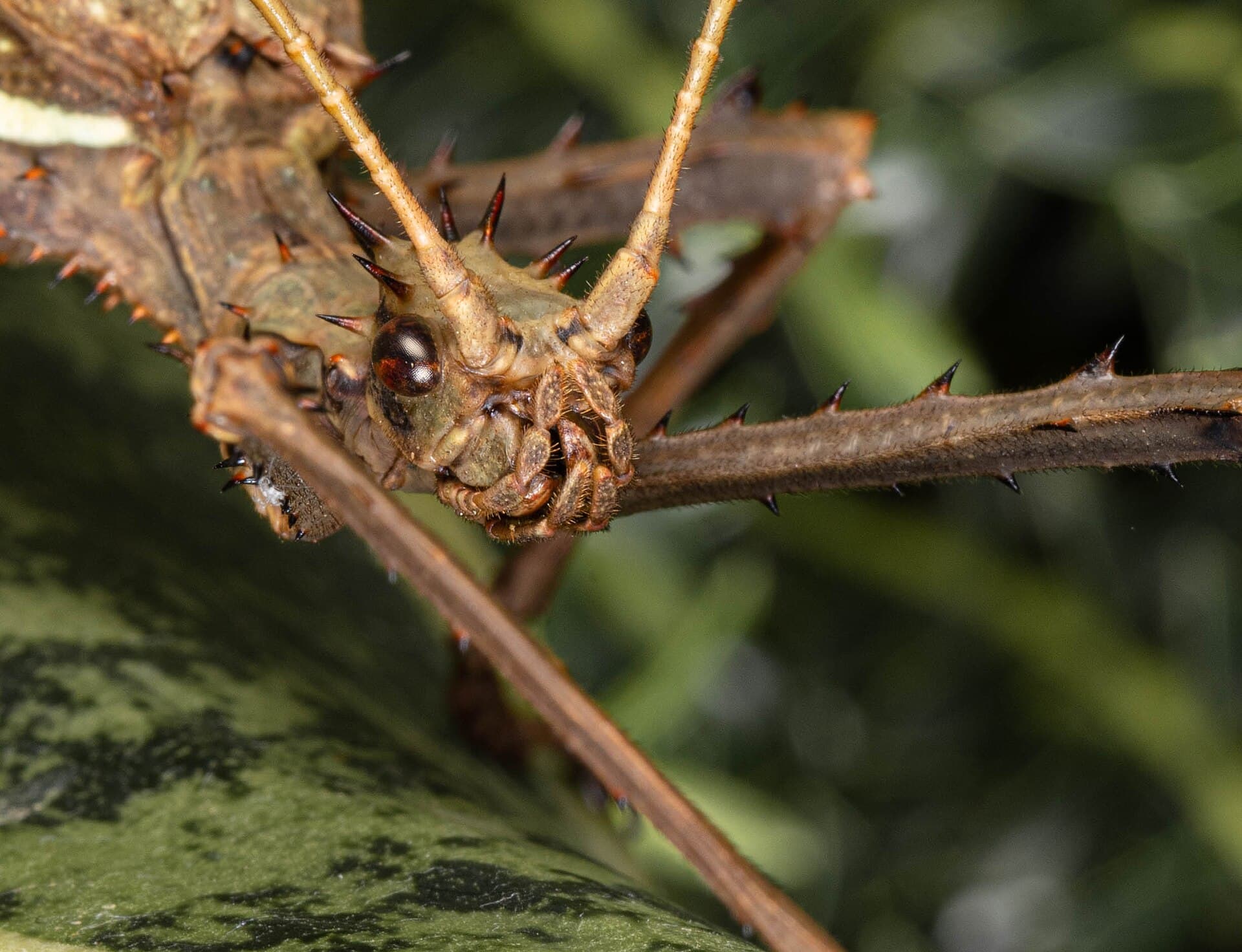 Stick insect close-up